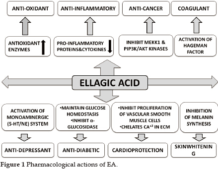 ellagic acid side effects